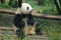 Pandas - Chengdu panda tour