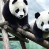 Highlights of china tour with pandas - 10 Days - Chengdu panda tour