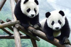 Highlights of china tour with pandas - 10 Days - Chengdu panda tour